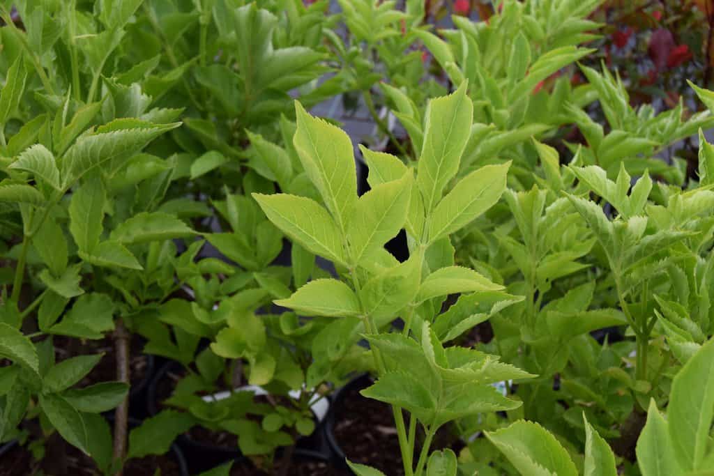 Sambucus nigra 60-80 cm